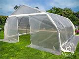 Serre tunnel, 5,4x6x2,9m, PE, 32,4m², Transparent